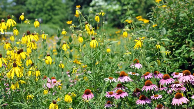 July Gardening: Late Season Planting Tips for a Vibrant Yard