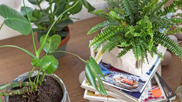 Innovative Gardening Tips: Unconventional Ideas for Lush Greenery