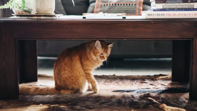 The Ultimate Cat Litter Box Solutions for Stylish Homes