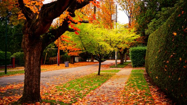 Export: This Interactive Map Predicts Peak Fall Foliage in Your Area for 2026