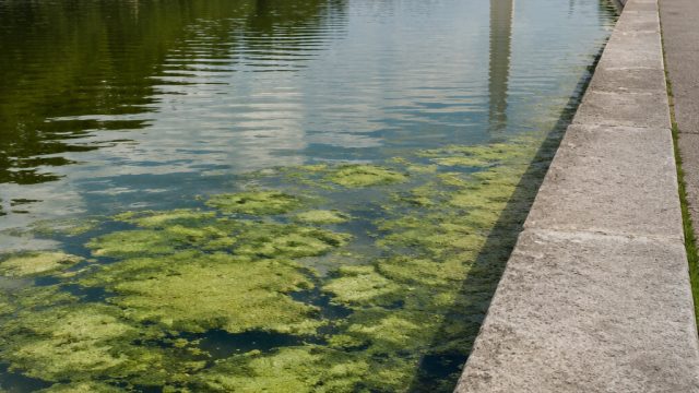 The Reflecting Pool Controversy: A Green Dilemma for America | m lagunabet login, cara menang slot j
