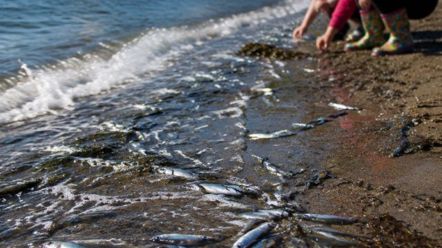 Summer's First Signal: Capelin Arrive at Middle Cove Beach | rtp slot6000, surgadewa rtp