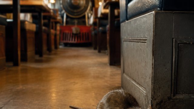 Rats Discovered in Hyderabad's Popular Train-Themed Dining Spot | bandar togel hadiah besar, raja777