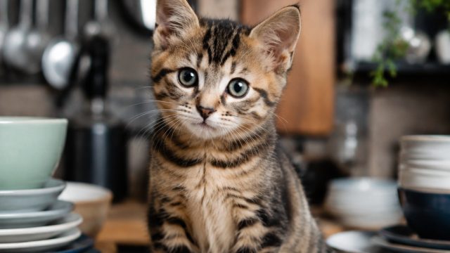 Unexpected Kitten Rescue Sparks Joy and Love in New Home