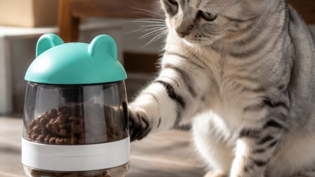 Why a Viral Cat Treat Dispenser is Capturing Pet Lovers' Attention | bewin99, rtp hoki368