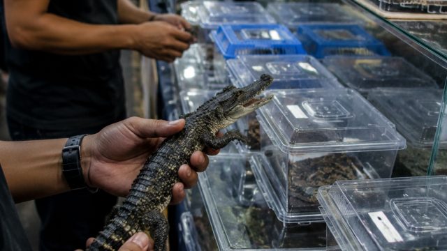Growing Exotic Pet Trade Sparks Urgent Conservation Calls | grand 77 bet slot, bo depo pulsa