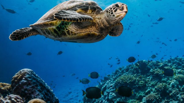 Discover the Fascinating World of Ocean Creatures Today | hongkong bola merah, joker 123